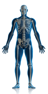 skeleton anatomy